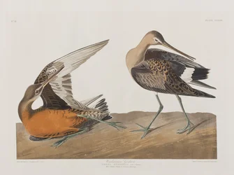 Illustration de 