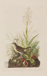 Illustration de 