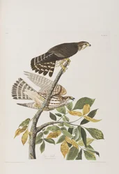 Illustration de 