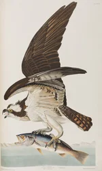 Illustration de 