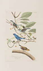 Illustration de 