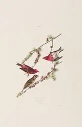 Illustration de 