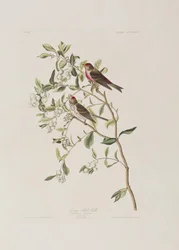 Illustration de 