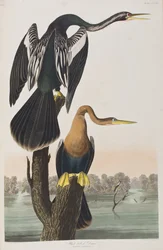 Illustration de 
