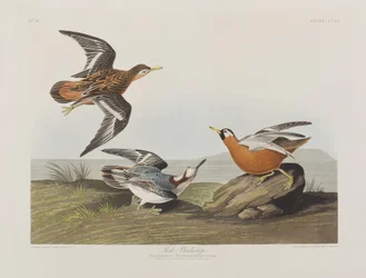 Illustration de 