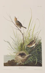 Illustration de 