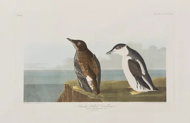 Illustration de 
