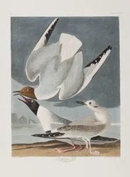 Illustration de 