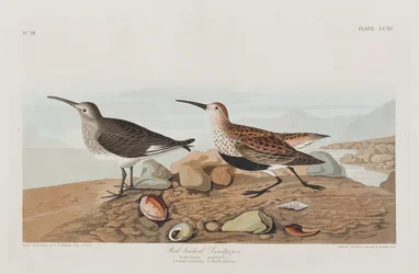 Illustration de 