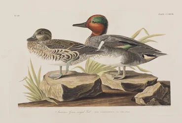 Illustration de 