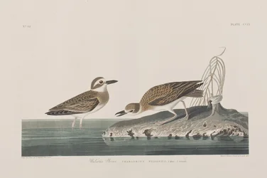 Illustration de 