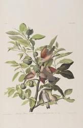 Illustration de 