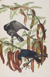 Illustration de 