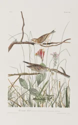 Illustration de 