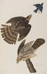 Illustration de 