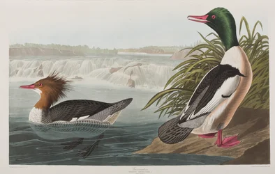 Illustration de 