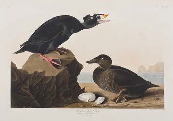 Illustration de 