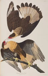 Illustration de 