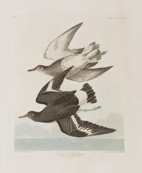 Illustration de 