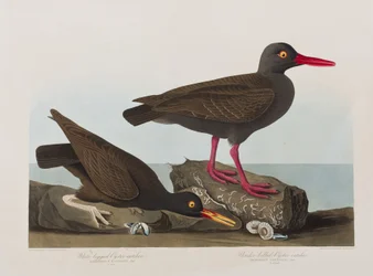 Illustration de 