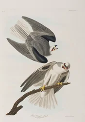Illustration de 