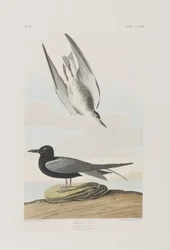 Illustration de 