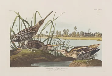 Illustration de 