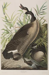Illustration de 