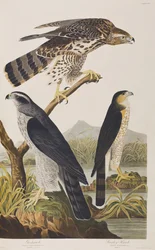 Illustration de 