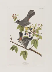 Illustration de 