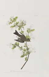 Illustration de 