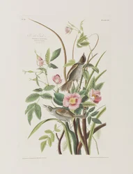 Illustration de 
