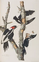 Illustration de 