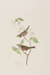 Illustration de 