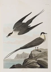 Illustration de 