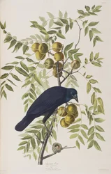 Illustration de 