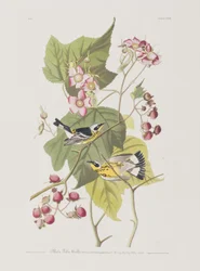 Illustration de 