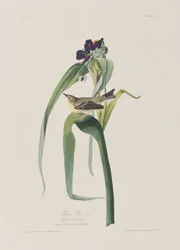Illustration de 