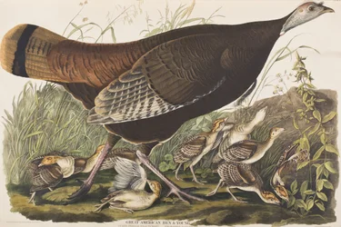 Illustration de 