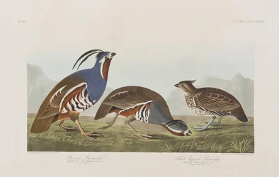 Illustration de 