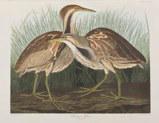 Illustration de 