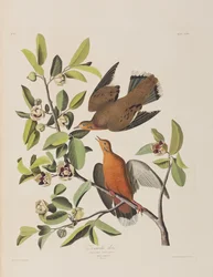 Illustration de 