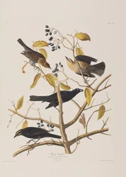 Illustration de 