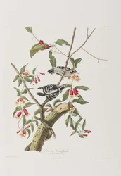 Illustration de 
