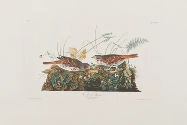Illustration de 
