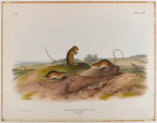 Souris sauteuse
