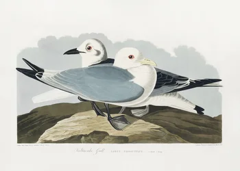 Mouette tridactyle, tirée de *Birds of America* (1827)
