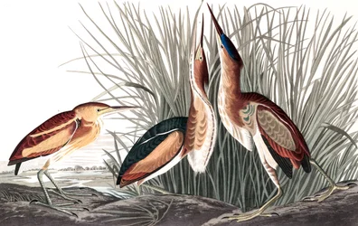 Least Bittern, Ixobrychus Exilis, de "The Birds of America" par John J. Audubon, pub. 1827-38 (et gravure coloriée)