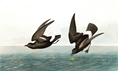 Pétrel tempête, Thalassidroma Pelagica, de "Les Oiseaux d