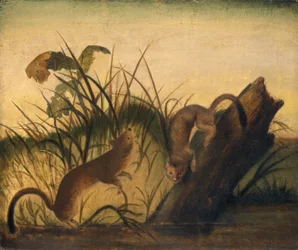 Belette à longue queue, vers 1845.